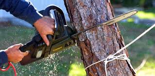 How Our Tree Care Process Works  in  Underwood Petersville, AL